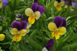 Viola tricolorDriekleurig viooltje bestellen